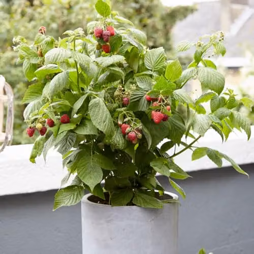 Thompson & Morgan Little Sweet Sister Patio Raspberry Plant, Autumn Fruiting Red Berry Bush, 3 Litre Pot – 4