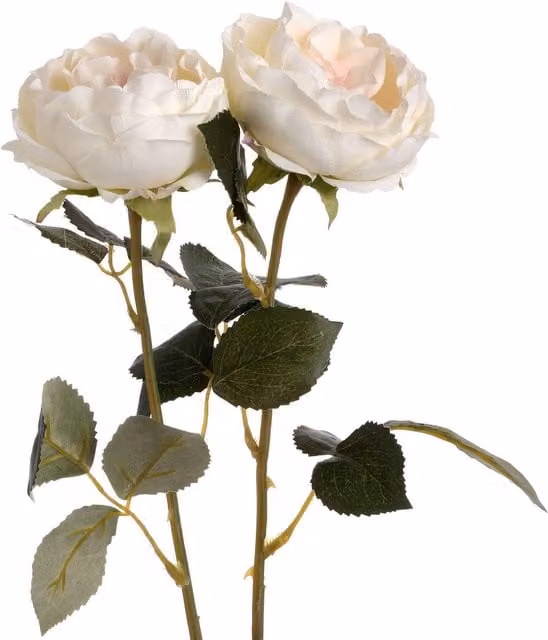 KDMK Organic Blush Garden Rose in Pink and White