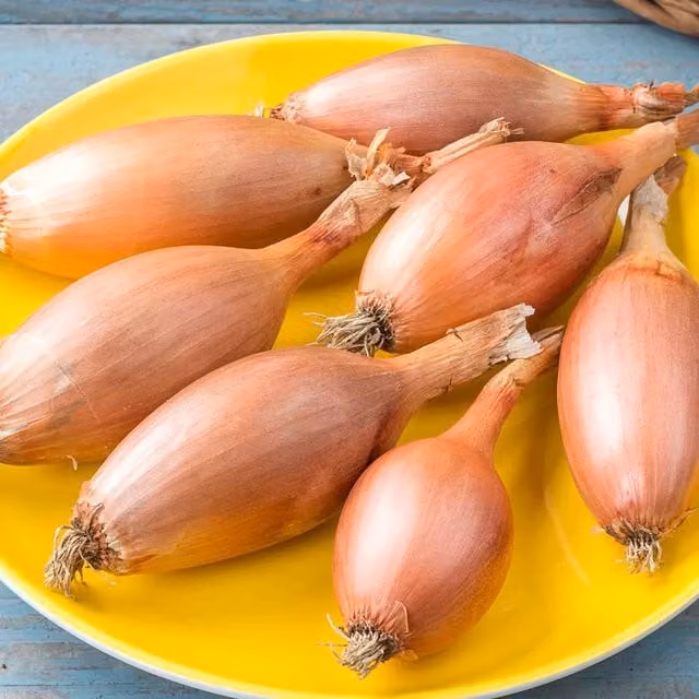 Marshalls Elista Shallot Seeds (Allium ascalonicum), White, 250 seeds