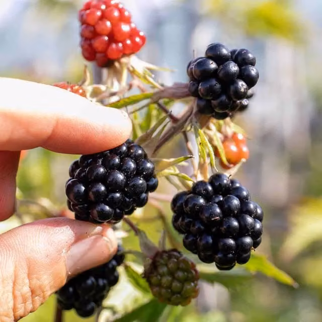 Marshalls Garden Oregon Thornless Blackberry Fruit Bush