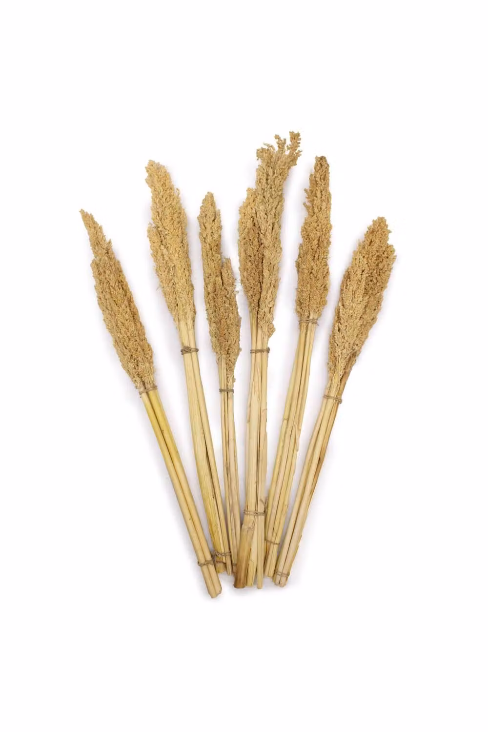 KDMD Organic Beige Cantal Grass Bunch Natural Dried Floral Decor – 2