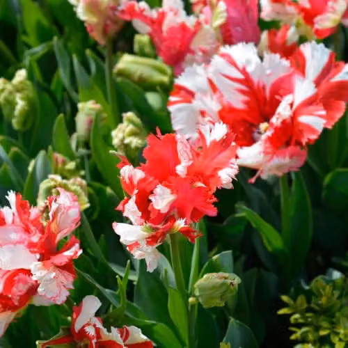 YouGarden Tulip Estella Rijnveld Bulbs, 24 Bulbs, White and Red, For Autumn Planting – 2