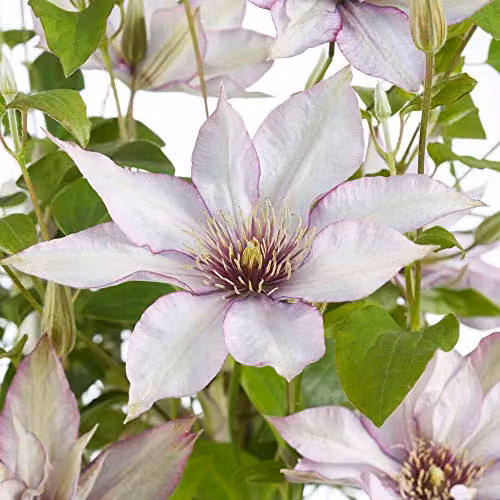 Thompson & Morgan Clematis Samaritan Jo Potted Hardy Climbing Plant with Dusky White Summer Flowers in a 15cm Pot – 1