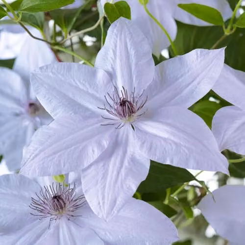 Thompson & Morgan Clematis Bernadine Compact Lilac Blue Flowering Climber in 10.5cm Pots – 3