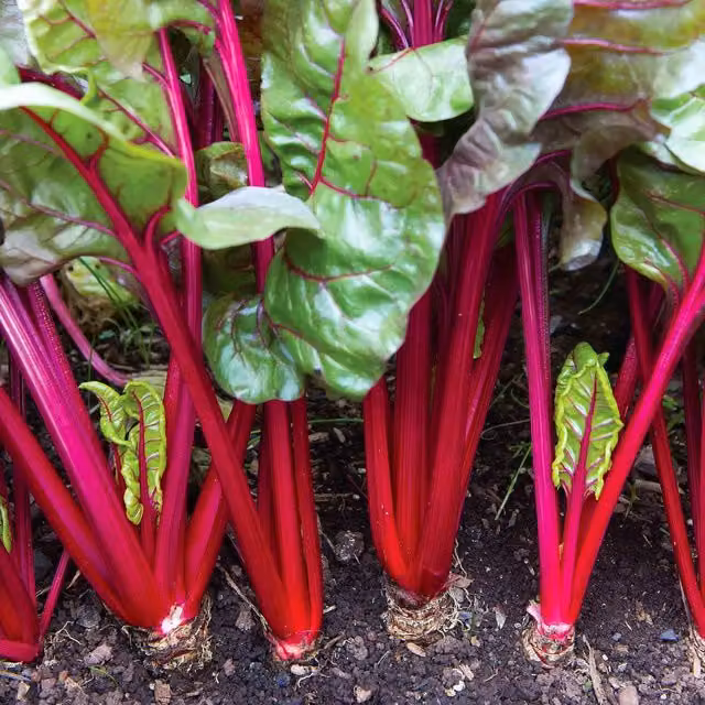 Marshalls Garden Swiss Chard Red Magic Vegetable Seeds, 50 g