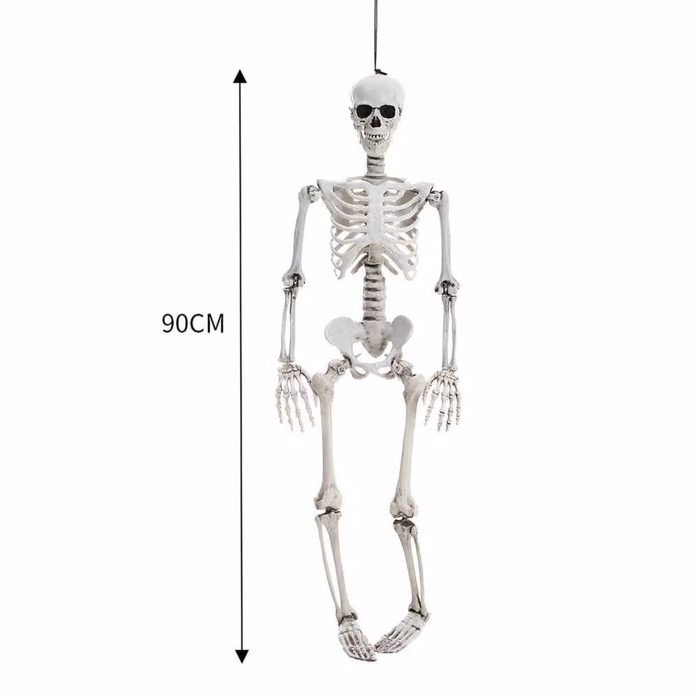 NESTLUNE Realistic White Full Body Skeleton Halloween Prop for Adults, H 100 cm x W 15 cm – 2