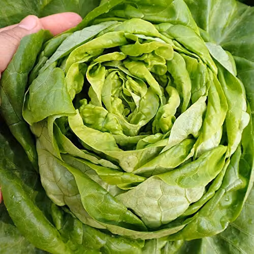 Thompson and Morgan Organic Sylvesta Butterhead Lettuce Seeds, 150 Seeds