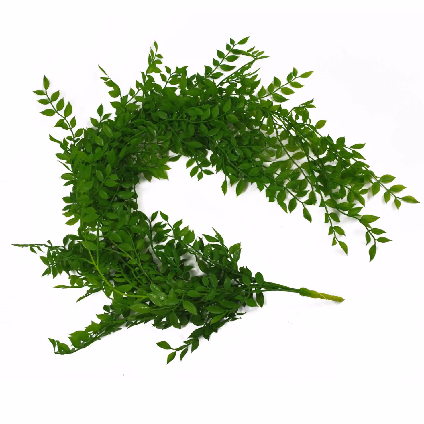 Leaf Design UK Artificial Hanging String of Pearls Succulent Plant, Green, 6 x 100 cm – 4