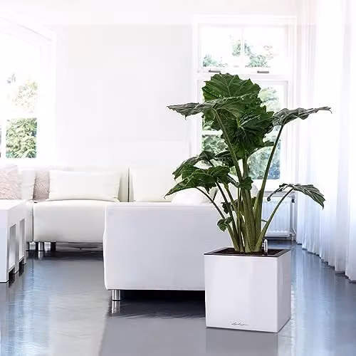 Lechuza Canto Premium 40 Planter, White High Gloss – 2