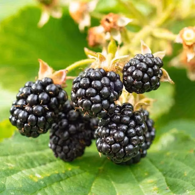 Marshalls Garden Thornless Blackberry Chester Black Fruit Berry Bush