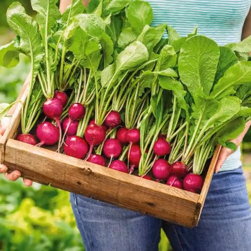 Thompson & Morgan Radish Royal Purple Vegetable Seeds, 1x Seed Packet – 2