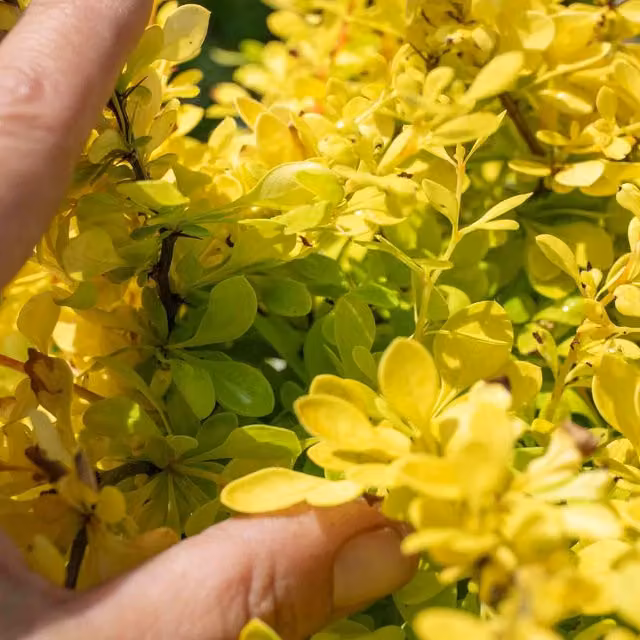 Marshalls Garden Berberis thunbergii Golden Horizon ornamental shrub, 9cm pot, yellow-green