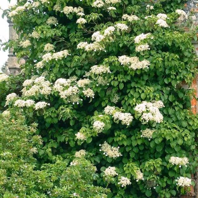Marshalls Garden White Climbing Hydrangea Petiolaris Plant