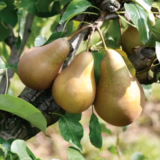 Marshalls Garden Patio Pear Conference Fruit Tree, Green