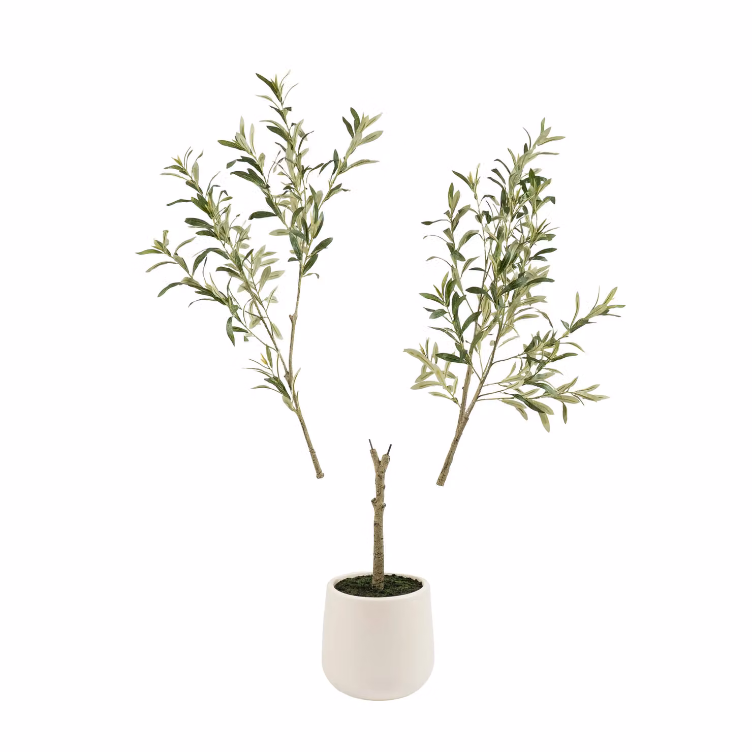 Scottish Everlastings Ltd 150 cm Mediterranean Olive Tree in a Green Cream Pot – 2