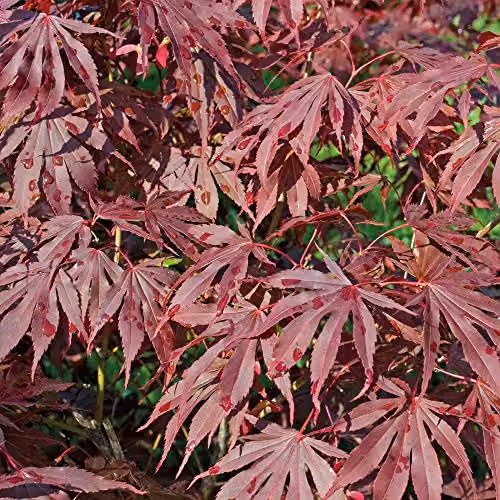 Thompson and Morgan Acer Palmatum Ornamental Potted Tree, 9cm Pot, Red and Green