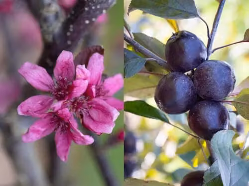 Direct Plants Malus Roberts Red Crab Apple Ornamental Tree, Height: 182.88 cm, 12 Litre Pot