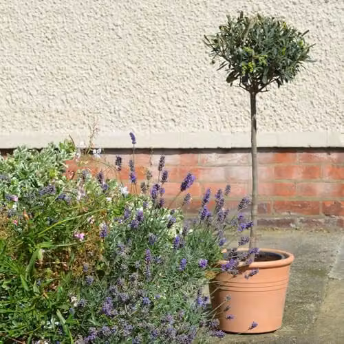 Thompson and Morgan Olive Tree Standard Olea europaea with 2 x 18cm Grey Planters – 1