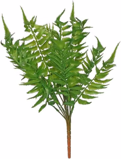 Woody Fern 3 Pack Green Hanging Ferns
