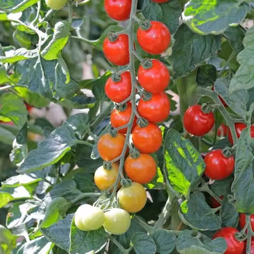 Thompson & Morgan Tomato Toddler F1 Sweet Cocktail Red Cordon Disease Resistant Vegetable Seeds, 1 Packet x 8 Seeds