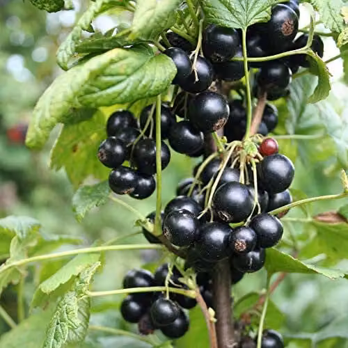 Thompson and Morgan Blackcurrant Summer Pearls Hardy Shrub Garden Plants, 1 x 9cm Potted Plant
