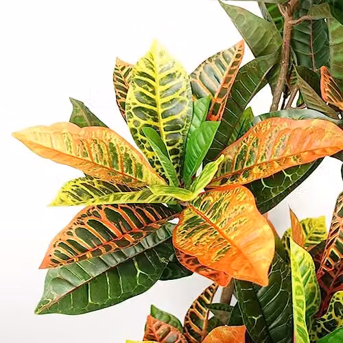 Leaf Artificial Codiaeum Multicoloured House Plant in Black Pot, H 140 cm x W 70 cm x D 70 cm – 2