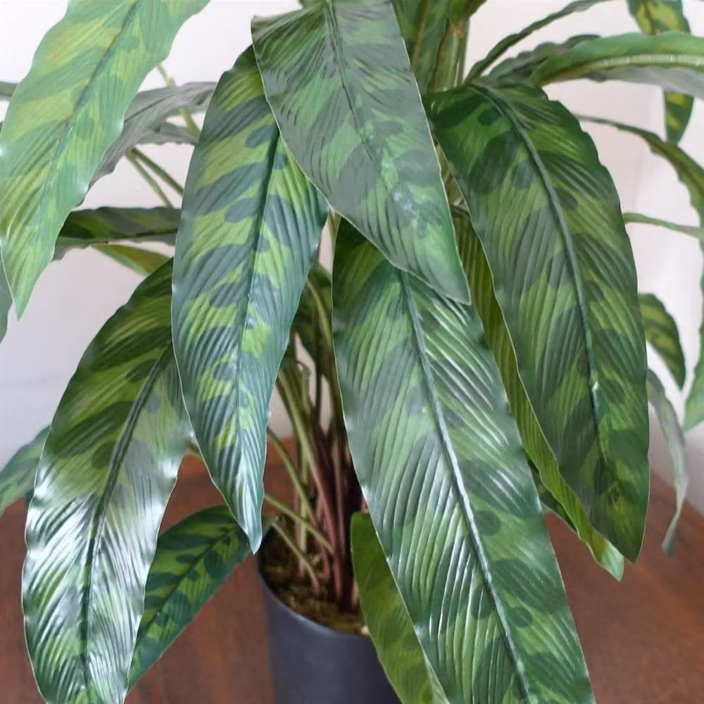 Leaf Design UK Realistic Large Variegated Artificial Calathea Plant in Green, Height: 60 cm – 2