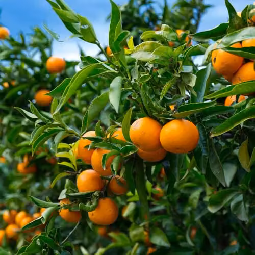YouGarden Citrus Mandarin Fruit Tree in 4 Litre Pot, 80cm Tall – 2