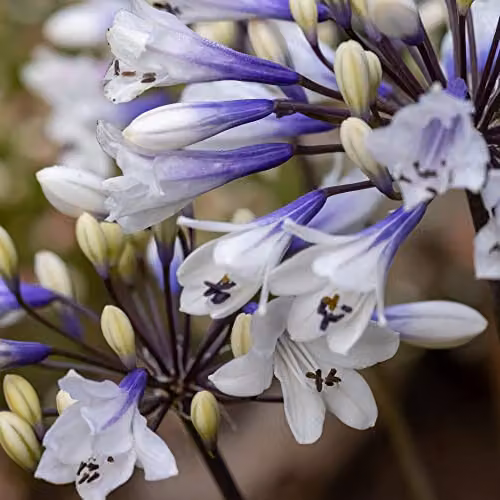 Thompson and Morgan Agapanthus Ever Sparkle Compact African Lily Bicolour Potted Plant, 1 x 9cm Pot