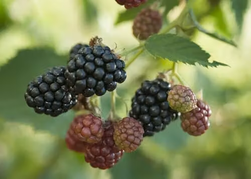 Thompson and Morgan BlackBerry Duo Fruit Bush, Tayberry and Thornfree Varieties, 2 x 5 Litre Pots – 2