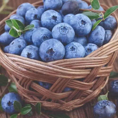 Thompson and Morgan Organic Bluecrop Blueberry Self-Fertile Mid-Season Fruit Bush, 2 x 2 l Pots – 3