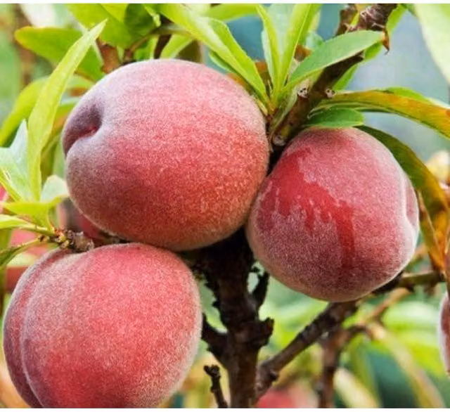 Direct Plants Peach Peregrine Fruit Tree, 7.5 l Pot, Green and Pink