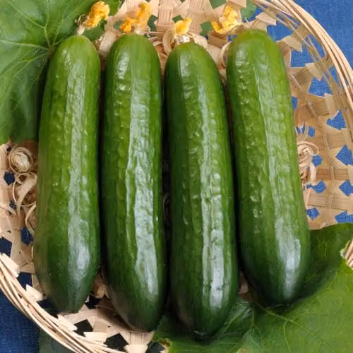 Thompson & Morgan Cucumber Merlin F1 Vegetable Seeds
