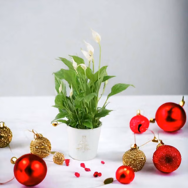 Plants by Post Spathiphyllum Peace Lily in a Silver Metal Pot, 12 cm