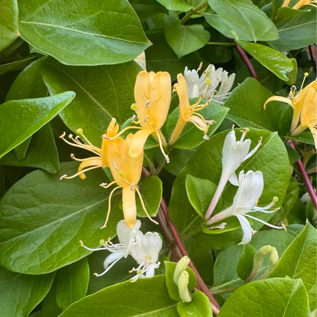Plants By Post Lonicera japonica Halliana White to Yellow Climbing Ornamental Garden Plant
