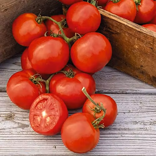 Thompson and Morgan Oh Happy Day F1 Hybrid Blight Resistant Cordon Tomato Seeds, Red, 1x Packet (Approx. 8 Seeds)