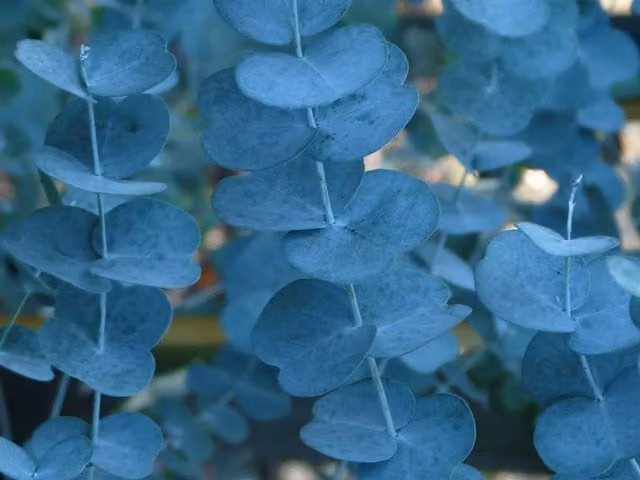 Directplants Eucalyptus Silverana Evergreen Tree, Green, Height: 182.88 cm