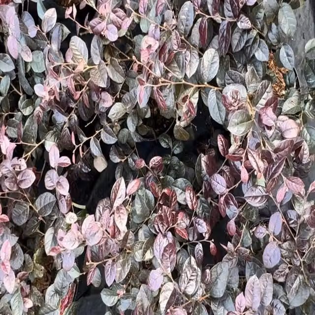 Direct Plants Loropetalum Chinense Pipa Red Ornamental Shrub Plant, 2L Pot