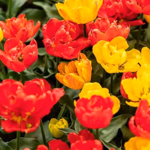 Thompson & Morgan Tulip Baby Blend Compact Early Flowering Bulbs, Multicolour Orange, Red and Yellow, 8 Bulbs – 3