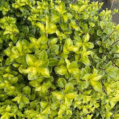 Thompson & Morgan Pittosporum tenuifolium Golden Ball Compact Evergreen Shrub with Yellow Foliage, Pack of 3, 9cm Pot