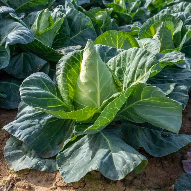 Marshalls Garden Cauliflower Seeds Clapton F1 Green Compact Clubroot-resistant Variety