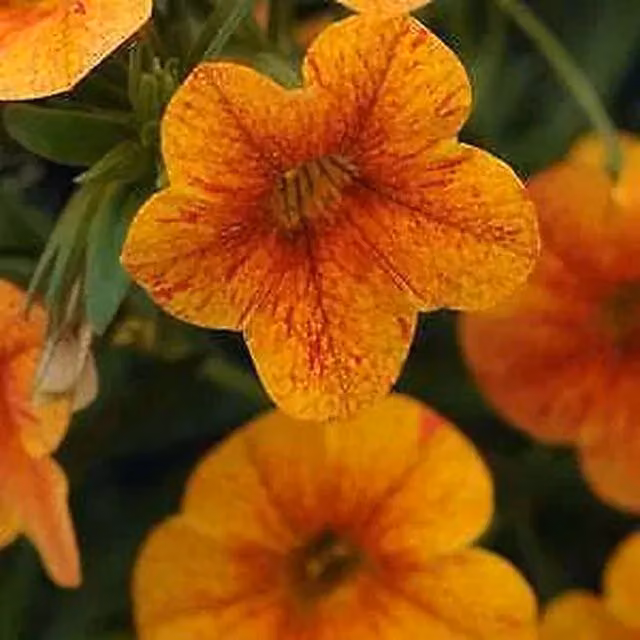 Plants by Post Calibrachoa Orange Bedding Plants in 3 x 9cm Terracotta Pots