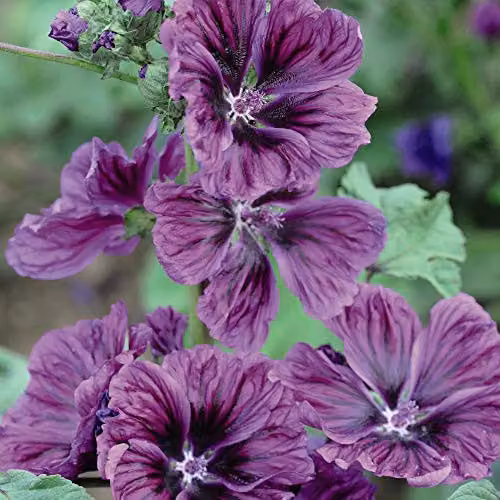 Thompson and Morgan Malva sylvestris Mystic Merlin Mallow Seeds, Purple and Blue Flowering Hardy Perennial, 40 Seeds