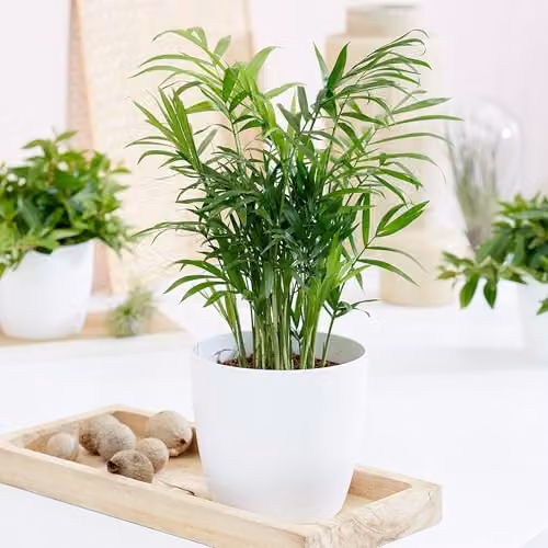 Primrose Plant Theory Chamaedorea elegans Parlour Palm Indoor Houseplant, 20 cm, Green