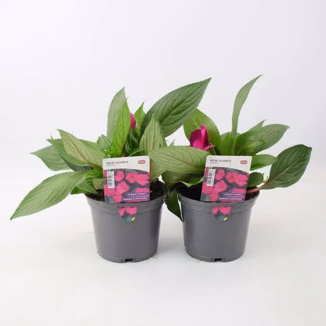 Plants by Post Impatiens New Guinea Violet and Pink Bedding Plants, 2 x 1L Pots