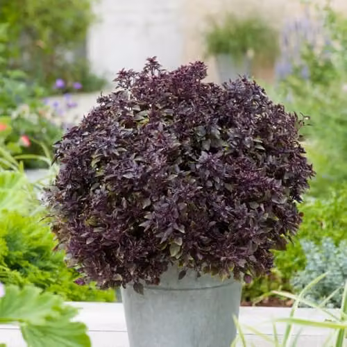 Thompson & Morgan Basil Purple Ball Ornamental Culinary Herb Seeds, 15 Seeds – 1