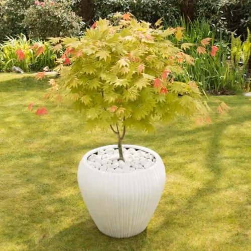 Thompson and Morgan Acer Shirasawanum Colour-Changing Japanese Maple Hardy Deciduous Ornamental Shrub, 3 Litre