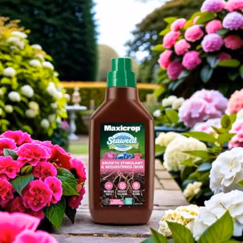 Maxicrop Sequestered Iron and Natural Seaweed Plant Tonic, 500ml – 5