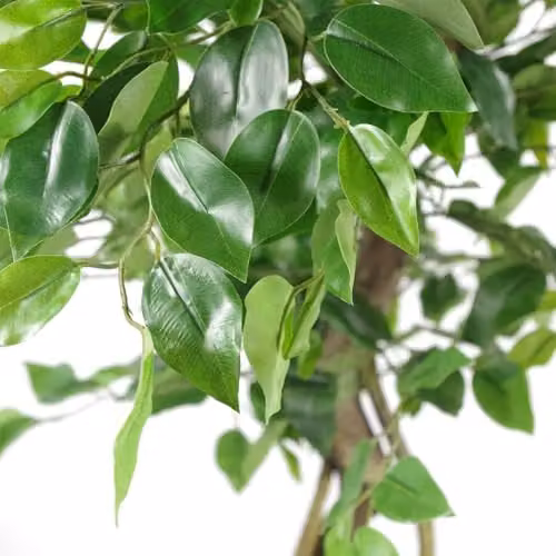 Leaf Design UK 120 cm Green Japanese Fruticosa Style Ficus Artificial Tree with Twisted Trunk – 2