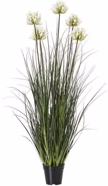 Lemon Pavilion Large Potted Agapanthus Lily Plant in White Plastic Pot, Height: 120 cm
